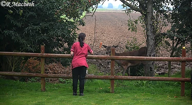 Female Red Deer and Fawn