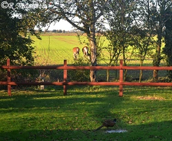 Female Red Deer and Fawn