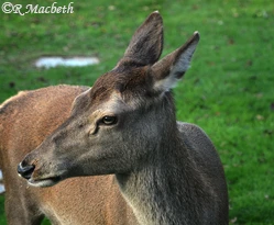 Female Red Deer and Fawn