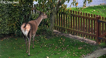 Female Red Deer and Fawn