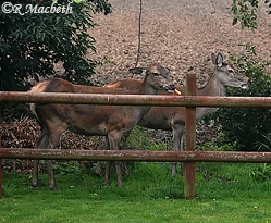 Female Red Deer and Fawn