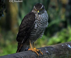 Female Sparrowhawk-Image 01