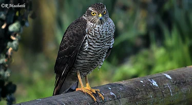 Female Sparrowhawk-Image 02