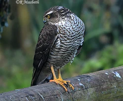 Female Sparrowhawk-Image 03