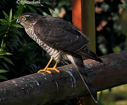 Female Sparrowhawk-Image 04