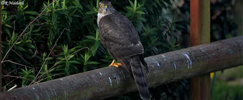 Female Sparrowhawk-Image 05