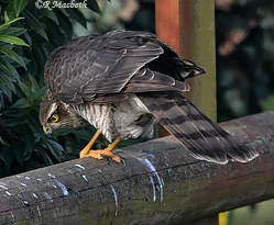 Female Sparrowhawk-Image 06