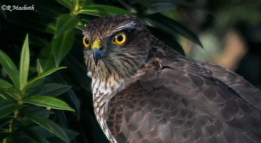 Female Sparrowhawk-Image 07