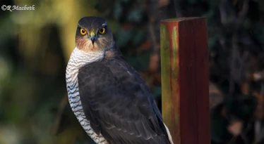 Female Sparrowhawk-Image 08