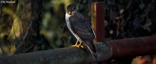 Female Sparrowhawk-Image 09