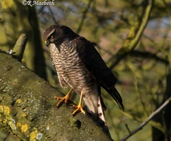 Female Sparrowhawk-Image 10