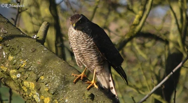 Female Sparrowhawk-Image 11