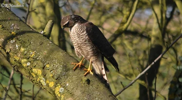 Female Sparrowhawk-Image 12