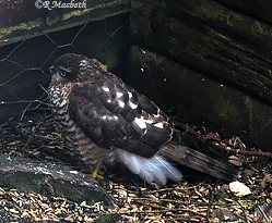 Female Fledgling Sparrowhawk-Image 13