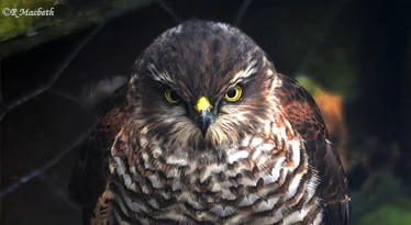 Female Fledgling Sparrowhawk-Image 14