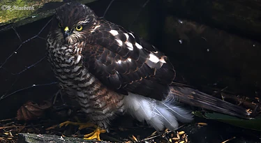 Female Fledgling Sparrowhawk-Image 16