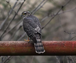 Female Sparrowhawk-Image 17