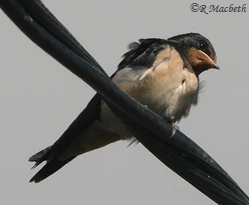 Swallow Fledgling