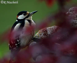 Male Great Spotted Woodpecker