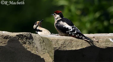 Male Great Spotted Woodpecker feeding its juvenile