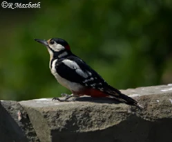 Greater Spotted Woodpecker