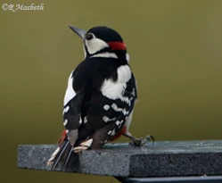 Greater Spotted Woodpecker