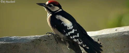 Juvenile Greater Spotted Woodpecker