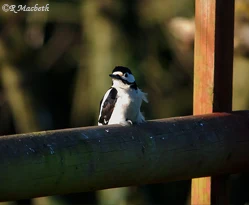 Great Spotted Woodpecker