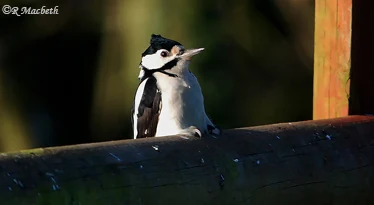 Great Spotted Woodpecker