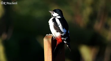 Female Great Spotted Woodpecker