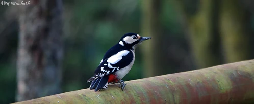 Female Great Spotted Woodpecker