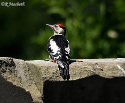 Juvenile Great Spotted Woodpecker