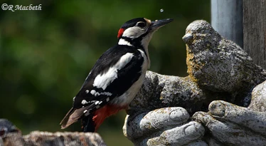 Male Great Spotted Woodpecker