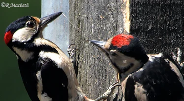 Male Great Spotted Woodpecker feeding Juvenile