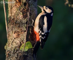 Female Great Spotted Woodpecker