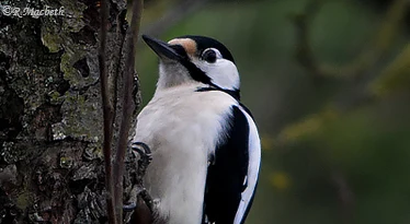 Female Great Spotted Woodpecker