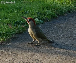 Male Green Woodpecker