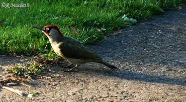 Male Green Woodpecker