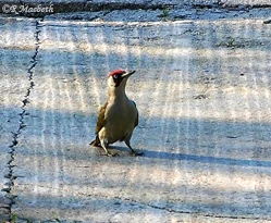 Male Green Woodpecker