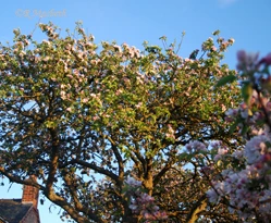 Apple Blossom