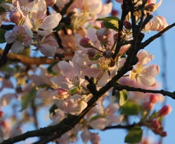 Apple Blossom