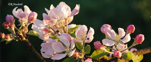 Apple Blossom