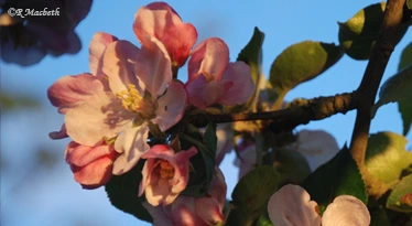 Apple Blossom