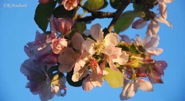 Apple Blossom