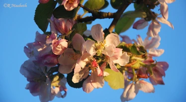 Apple Blossom