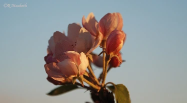 Apple Blossom