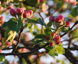 Apple Blossom