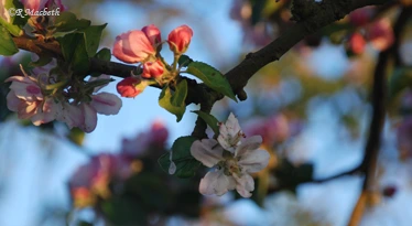 Apple Blossom