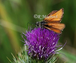 Butterfly on Thistle