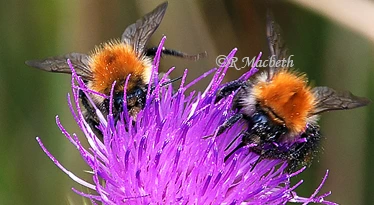 Two Bees Collecting Pollen